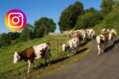 cows on way to Instagram