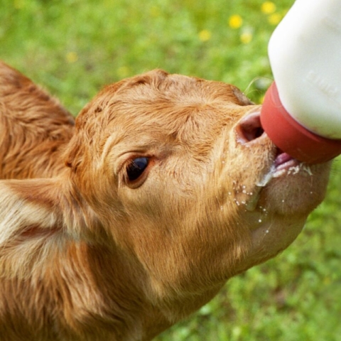 Calf drinking milk from bottle