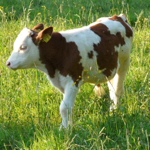 Young Calf in field