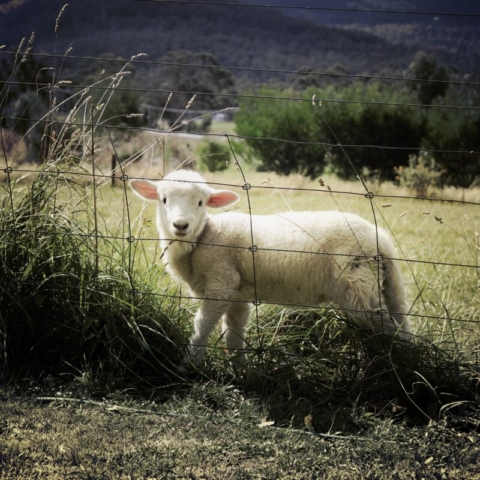 Sheep in long grass