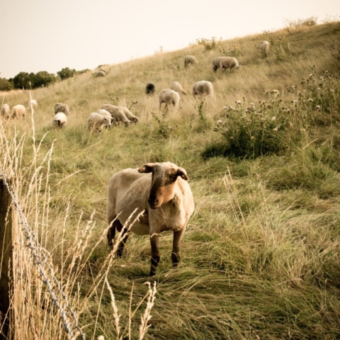 Sheep in Field