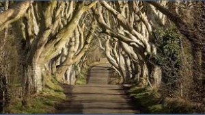 The Dark Hedges